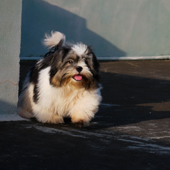 teddy bear dog with long hair